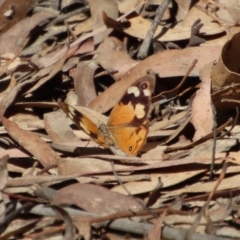 Heteronympha merope (Common Brown Butterfly) at Mongarlowe, NSW - 18 Apr 2023 by LisaH