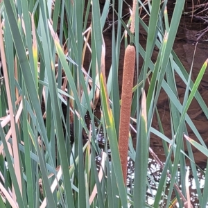 Typha domingensis at Woodforde, SA - 18 Apr 2023