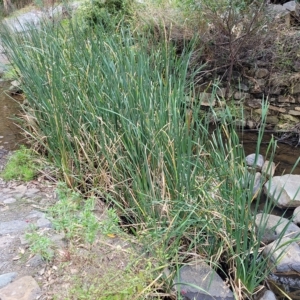 Typha domingensis at Woodforde, SA - 18 Apr 2023