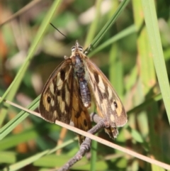 Heteronympha penelope (Shouldered Brown) at QPRC LGA - 18 Apr 2023 by LisaH