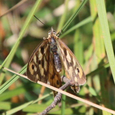 Heteronympha penelope (Shouldered Brown) at Mongarlowe River - 18 Apr 2023 by LisaH