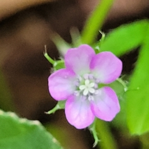 Geranium retrorsum (Grassland Cranesbill) at Woodforde, SA by trevorpreston