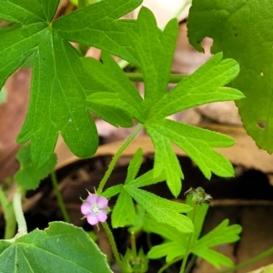 Geranium retrorsum at Woodforde, SA - 18 Apr 2023