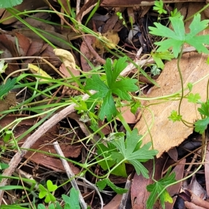 Geranium retrorsum at Woodforde, SA - 18 Apr 2023