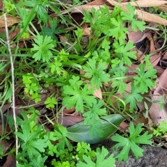 Geranium retrorsum at Woodforde, SA - 18 Apr 2023