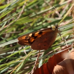 Heteronympha penelope (Shouldered Brown) at QPRC LGA - 18 Apr 2023 by LisaH