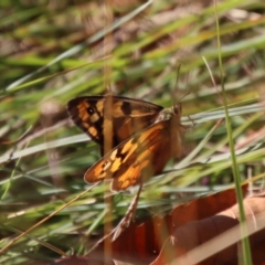 Heteronympha penelope at Mongarlowe, NSW - suppressed