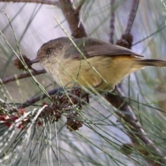 Acanthiza reguloides (Buff-rumped Thornbill) at Gordon Pond - 18 Apr 2023 by RodDeb