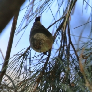 Acanthiza reguloides at Gordon, ACT - 18 Apr 2023