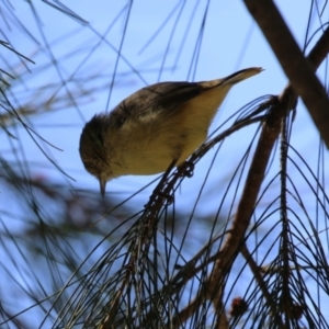 Acanthiza reguloides at Gordon, ACT - 18 Apr 2023