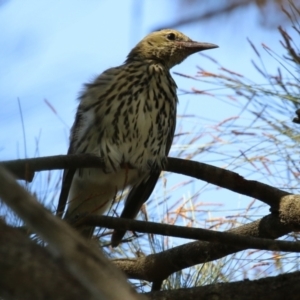 Oriolus sagittatus at Gordon, ACT - 18 Apr 2023 12:04 PM