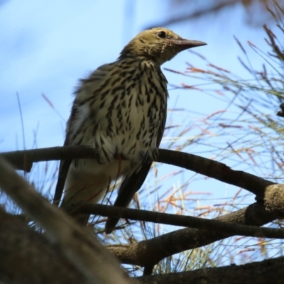 Oriolus sagittatus (Olive-backed Oriole) at Gordon, ACT - 18 Apr 2023 by RodDeb