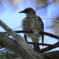 Oriolus sagittatus at Gordon, ACT - 18 Apr 2023 12:04 PM