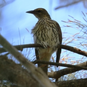 Oriolus sagittatus at Gordon, ACT - 18 Apr 2023