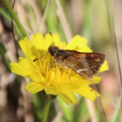 Taractrocera papyria (White-banded Grass-dart) at Mongarlowe River - 18 Apr 2023 by LisaH