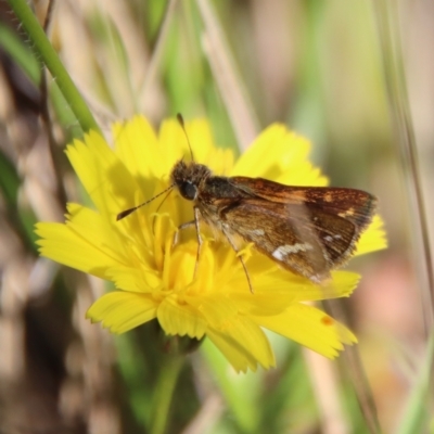 Taractrocera papyria (White-banded Grass-dart) at QPRC LGA - 18 Apr 2023 by LisaH