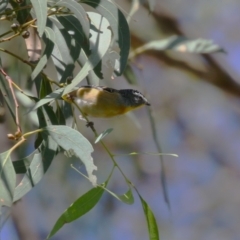 Pardalotus punctatus (Spotted Pardalote) at Gordon, ACT - 18 Apr 2023 by RodDeb