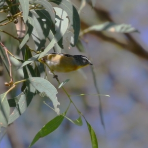 Pardalotus punctatus at Gordon, ACT - 18 Apr 2023 11:26 AM