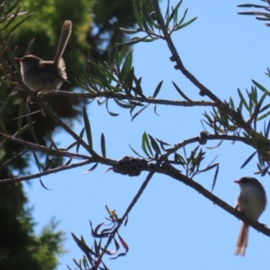 Malurus cyaneus at Gordon, ACT - 18 Apr 2023 11:49 AM