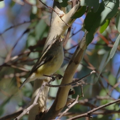 Smicrornis brevirostris (Weebill) at Gordon, ACT - 18 Apr 2023 by RodDeb