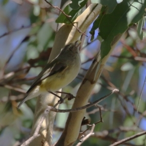 Smicrornis brevirostris at Gordon, ACT - 18 Apr 2023