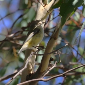 Smicrornis brevirostris at Gordon, ACT - 18 Apr 2023