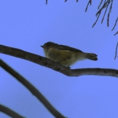 Smicrornis brevirostris at Gordon, ACT - 18 Apr 2023