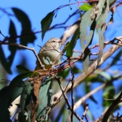 Smicrornis brevirostris at Gordon, ACT - 18 Apr 2023