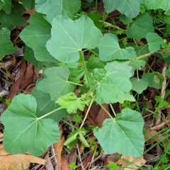 Malva weinmanniana (Australian Mallow) at Woodforde, SA - 18 Apr 2023 by trevorpreston