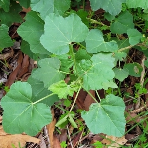 Malva weinmanniana at Woodforde, SA - 18 Apr 2023