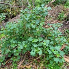 Malva weinmanniana at Woodforde, SA - 18 Apr 2023