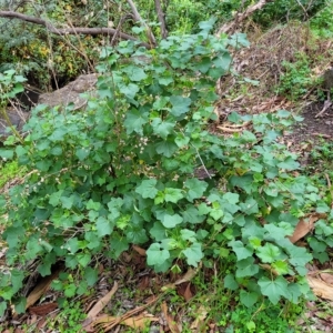 Malva weinmanniana at Woodforde, SA - 18 Apr 2023