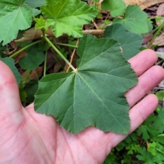 Malva weinmanniana at Woodforde, SA - 18 Apr 2023 01:33 PM