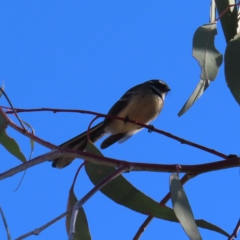 Rhipidura albiscapa (Grey Fantail) at Mount Taylor - 17 Apr 2023 by MatthewFrawley