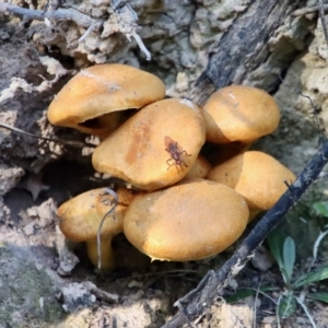 Tapeigaster annulipes at Mongarlowe, NSW - suppressed