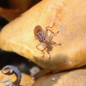 Tapeigaster annulipes at Mongarlowe, NSW - suppressed