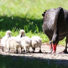 Cygnus atratus (Black Swan) at Gordon, ACT - 18 Apr 2023 by RodDeb