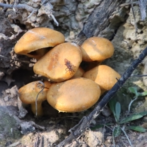 Gymnopilus junonius at Mongarlowe, NSW - 18 Apr 2023