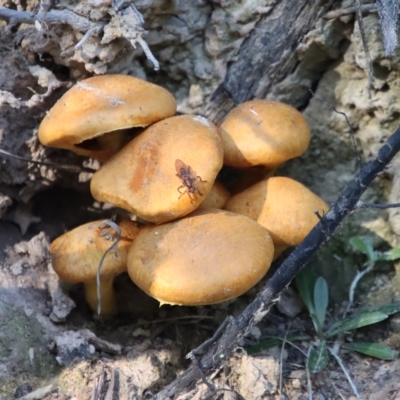 Gymnopilus junonius (Spectacular Rustgill) at Mongarlowe, NSW - 18 Apr 2023 by LisaH