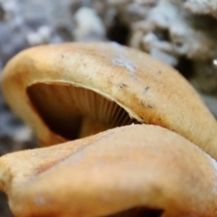 Gymnopilus junonius at Mongarlowe, NSW - 18 Apr 2023