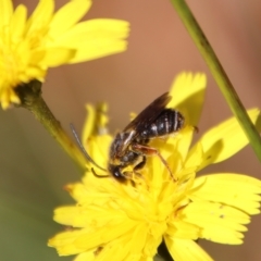 Lipotriches sp. (genus) (Halictid bee) at Mongarlowe River - 18 Apr 2023 by LisaH