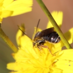 Lipotriches sp. (genus) at Mongarlowe, NSW - suppressed