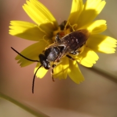 Lipotriches sp. (genus) at Mongarlowe, NSW - suppressed