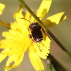 Lipotriches sp. (genus) at Mongarlowe, NSW - suppressed