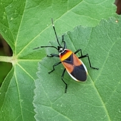 Dindymus versicolor (Harlequin Bug) at Woodforde, SA - 18 Apr 2023 by trevorpreston