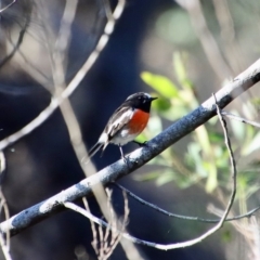 Petroica boodang (Scarlet Robin) at Mongarlowe River - 18 Apr 2023 by LisaH