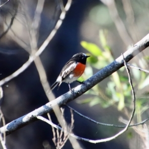 Petroica boodang at Mongarlowe, NSW - suppressed