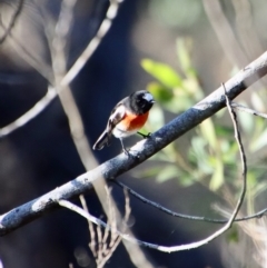 Petroica boodang at Mongarlowe, NSW - suppressed