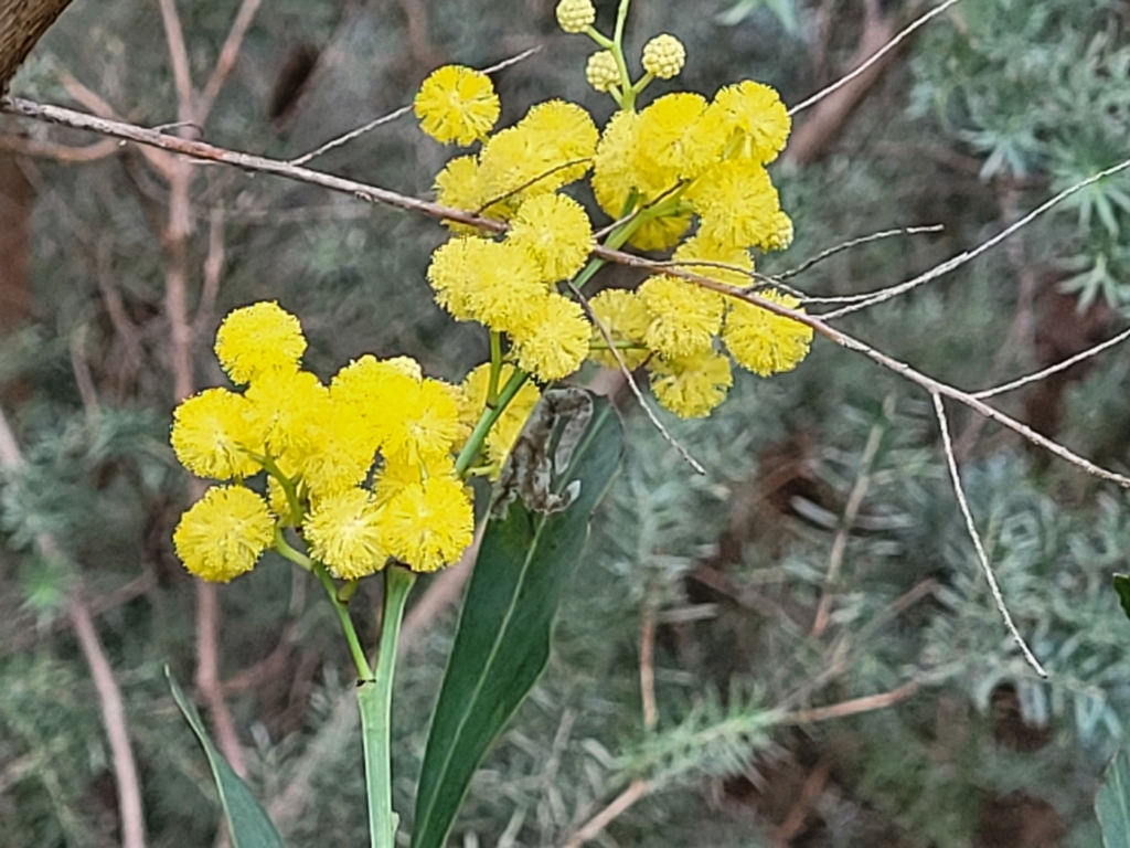 Acacia pycnantha at Woodforde, SA - 18 Apr 2023