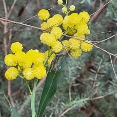 Acacia pycnantha (Golden Wattle) at Woodforde, SA - 18 Apr 2023 by trevorpreston
